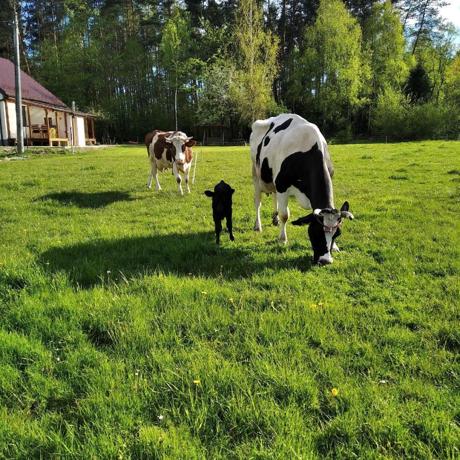 Sosnowy Gaik Farm stay
