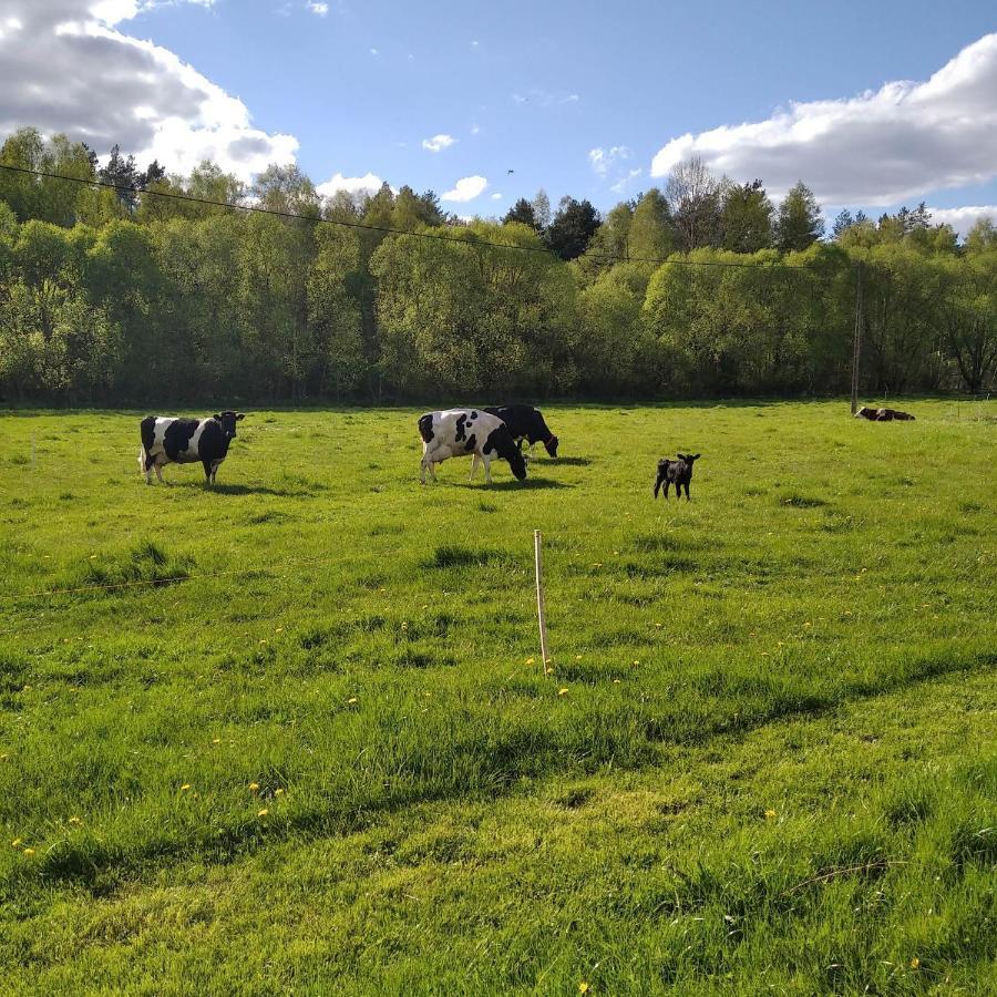 Farm stay Sosnowy Gaik *